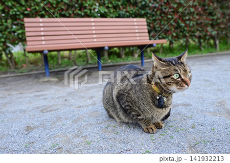 公園のキジトラ猫 公園のキジトラ猫 141932213