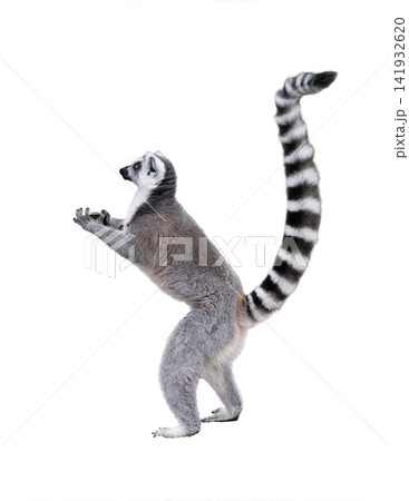 lemur standing on its hind legs isolated on white background lemur standing on its hind legs isolated on white background 141932620