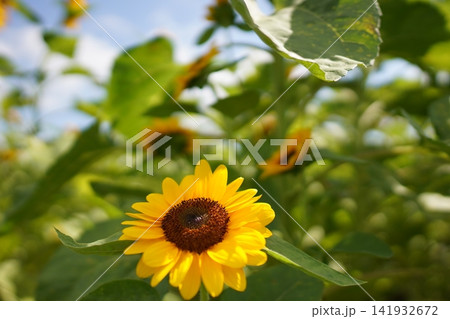 向日葵の花 141932672