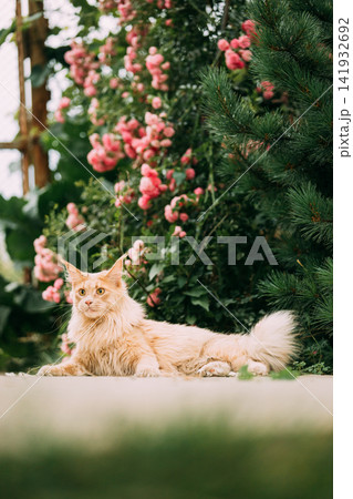 Playful Curious Funny Cute Maine Coon Cat With Bright Light-red Cream Solid Fur Color Lies On Walkway On Flower Background. Pets On Walk. Amazing Pets Pet Coon Cat, Maine Cat, Maine Shag Playful Curious Funny Cute Maine Coon Cat With Bright Light-red Cream Solid Fur Color Lies On Walkway On Flower Background. Pets On Walk. Amazing Pets Pet Coon Cat, Maine Cat, Maine Shag 141932692