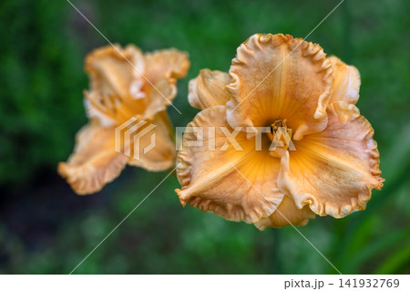Blooming Peach and Yellow Daylily Flower Close Up in Green Summer Garden Blooming Peach and Yellow Daylily Flower Close Up in Green Summer Garden 141932769