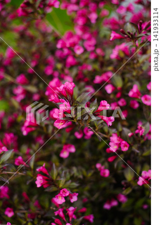 Bright Pink Weigela Alexandra Flowers on Dark Foliage 141933114