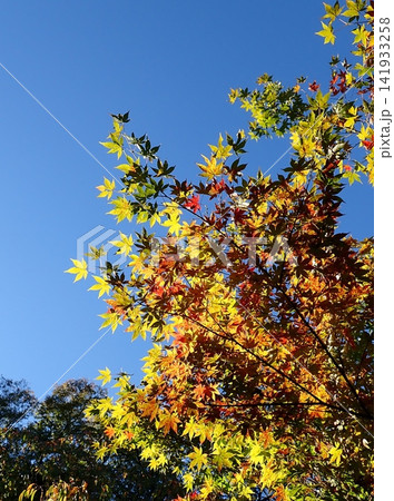 京都　桂離宮　モミジ　紅葉 141933258