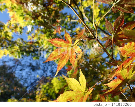 京都 桂離宮 モミジ 紅葉 京都 桂離宮 モミジ 紅葉 141933260