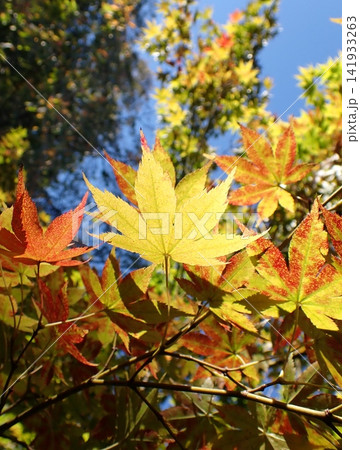 京都 桂離宮 モミジ 紅葉 京都 桂離宮 モミジ 紅葉 141933263