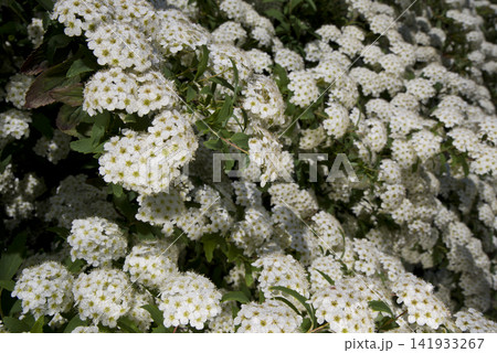 コデマリの白い花が満開です。学名:Spiraea cantoniensis 141933267