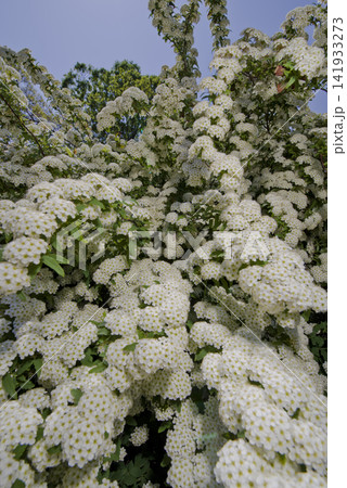 コデマリの白い花が満開です。学名:Spiraea cantoniensis コデマリの白い花が満開です。学名:Spiraea cantoniensis 141933273