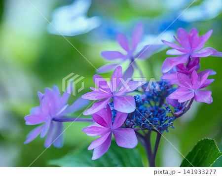 日陰に咲く紫陽花 141933277