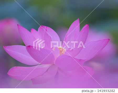 美しい蓮の花 美しい蓮の花 141933282