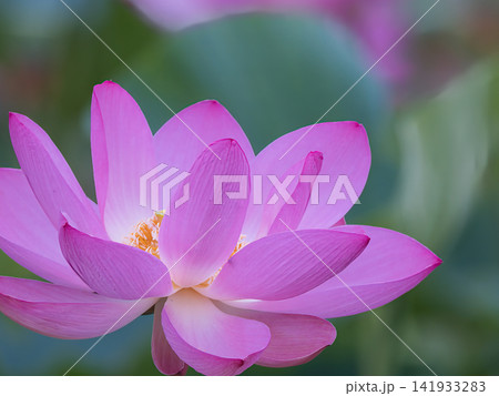美しい蓮の花 美しい蓮の花 141933283