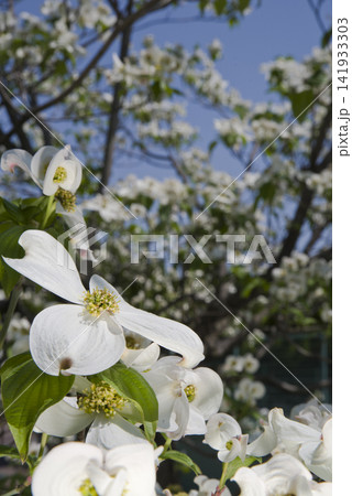 ハナミズキ（花水木）の白い花が咲いています。学名はCornus floridaです。 141933303