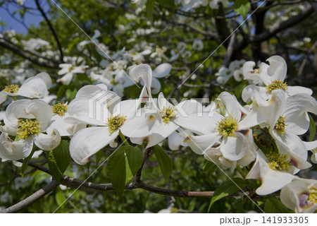 ハナミズキ(花水木)の白い花が咲いています。学名はCornus floridaです。 ハナミズキ(花水木)の白い花が咲いています。学名はCornus floridaです。 141933305