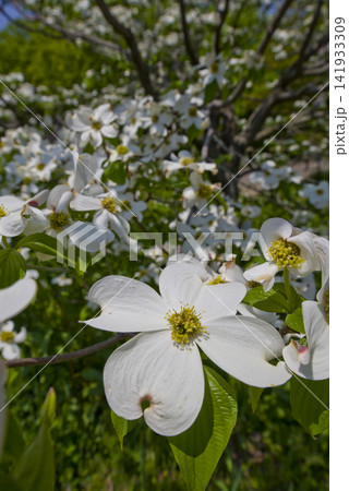 ハナミズキ(花水木)の白い花が咲いています。学名はCornus floridaです。 ハナミズキ(花水木)の白い花が咲いています。学名はCornus floridaです。 141933309