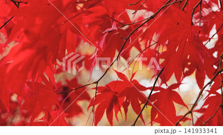 Close-up of vibrant red Japanese maple leaves glowing in soft autumn light with a blurred background. Elegant seasonal foliage creates a peaceful nature scene full of rich colors and texture. Close-up of vibrant red Japanese maple leaves glowing in soft autumn light with a blurred background. Elegant seasonal foliage creates a peaceful nature scene full of rich colors and texture. 141933341