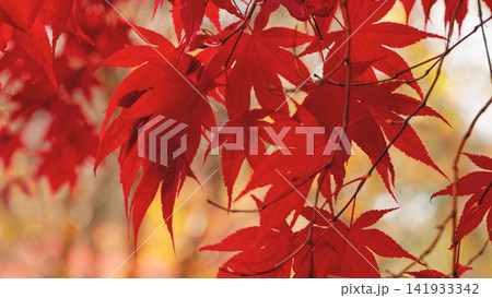 Close-up of vibrant red Japanese maple leaves glowing in soft autumn light with a blurred background. Elegant seasonal foliage creates a peaceful nature scene full of rich colors and texture. 141933342