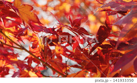 Close-up of vibrant red Japanese maple leaves glowing in soft autumn light with a blurred background. Elegant seasonal foliage creates a peaceful nature scene full of rich colors and texture. Close-up of vibrant red Japanese maple leaves glowing in soft autumn light with a blurred background. Elegant seasonal foliage creates a peaceful nature scene full of rich colors and texture. 141933350