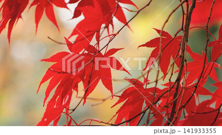 Close-up of vibrant red Japanese maple leaves glowing in soft autumn light with a blurred background. Elegant seasonal foliage creates a peaceful nature scene full of rich colors and texture. 141933355