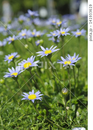 ブルーデージーの青い花が咲いています。学名：Felicia amelloides 141933619