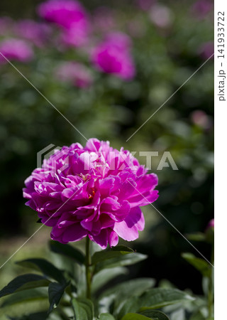 芍薬園に赤紫色のシャクヤクの花がが咲いています。 芍薬園に赤紫色のシャクヤクの花がが咲いています。 141933722