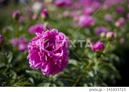芍薬園に赤紫色のシャクヤクの花がが咲いています。 芍薬園に赤紫色のシャクヤクの花がが咲いています。 141933723