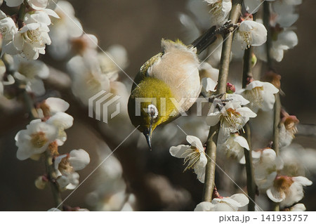 梅の花の蜜を吸うメジロ 141933757