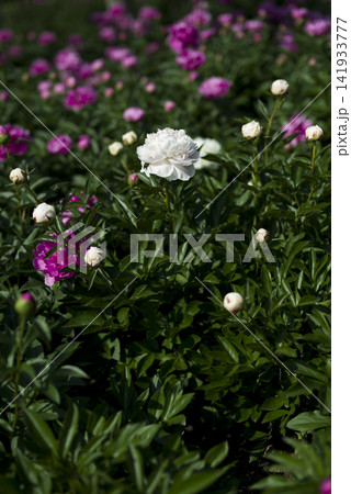 芍薬園に白色のシャクヤクの花が咲いています。 141933777