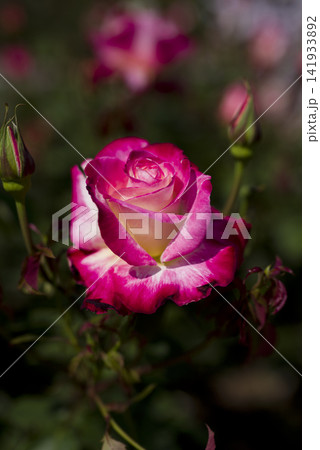 薔薇園にピンク色と白色の薔薇の花が咲いています。このバラの名前はダブルデライトです。 薔薇園にピンク色と白色の薔薇の花が咲いています。このバラの名前はダブルデライトです。 141933892