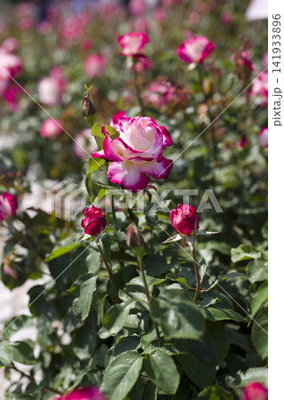 薔薇園にピンク色と白色の薔薇の花が咲いています。このバラの名前はダブルデライトです。 薔薇園にピンク色と白色の薔薇の花が咲いています。このバラの名前はダブルデライトです。 141933896