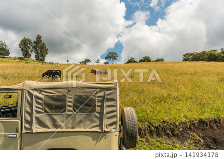Off-Road Vehicle Parked Near Grazing Cows in Countryside Field Off-Road Vehicle Parked Near Grazing Cows in Countryside Field 141934178