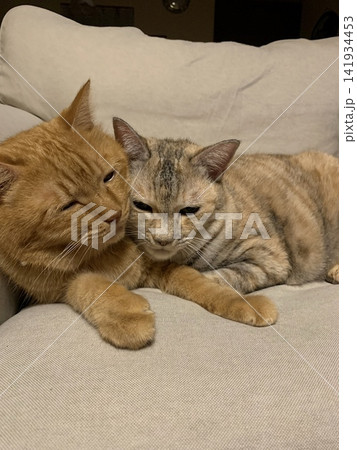 ソファで寄り添う二匹の猫 141934453