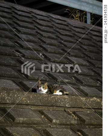 護岸でくつろぐ猫 護岸でくつろぐ猫 141934538