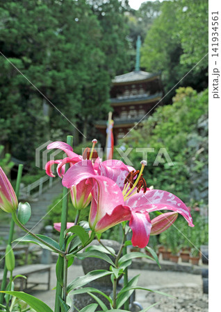 奈良　百合が咲く松尾寺　三重塔 141934561
