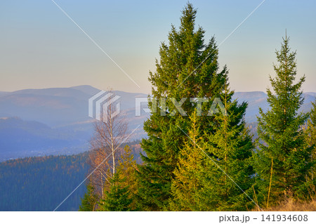 Autumn in mountains.Evergreen coniferous firs on slope  141934608