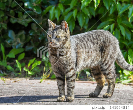 立ち止まって何かを見つめるキジトラの猫 141934814