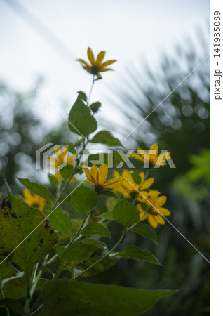 菊芋の花 菊芋の花 141935089