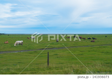 アイスランドの美しい風景 アイスランドの美しい風景 141936073