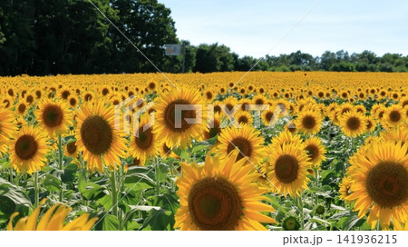 ひまわりの写真です ひまわりの写真です 141936215