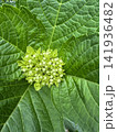 大きな葉に包まれた紫陽花（アジサイ）の蕾（つぼみ） 141936482