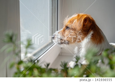 Small dog looking through window at home. 141936555