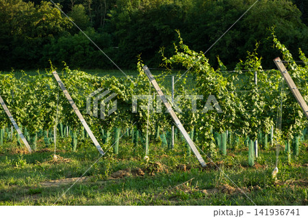 Healthy Green Grapevines Growing in Rows at a Vineyard on a Sunny Summer Day 141936741