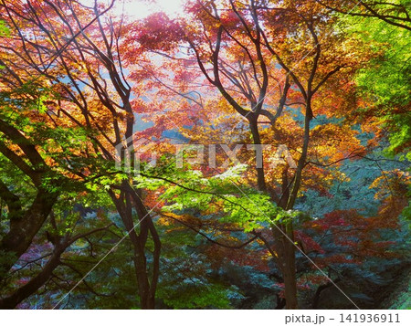 天童公園(舞鶴山)の紅葉 天童公園(舞鶴山)の紅葉 141936911