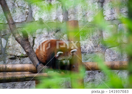 The red panda (Ailurus fulgens), also called the lesser panda, the red bear-cat, and the red cat-bear, is a mammal native to the eastern Himalayas and southwestern China. High quality photo 141937083