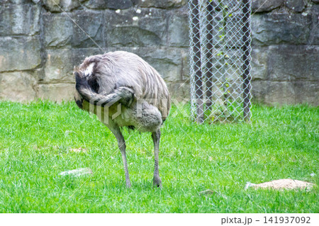 Closeup on the South American greater grey Rhea americana. High quality photo Closeup on the South American greater grey Rhea americana. High quality photo 141937092
