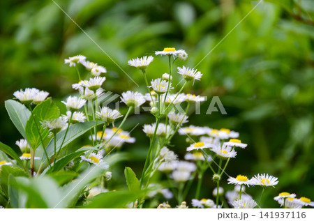 delicate flower of white chamomile. Matricaria chamomilla, white wildflowers. beautiful white chamomile flowers on a green field close-up on a summer day. floral background. beauty of nature. High delicate flower of white chamomile. Matricaria chamomilla, white wildflowers. beautiful white chamomile flowers on a green field close-up on a summer day. floral background. beauty of nature. High 141937116
