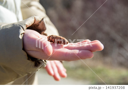 Close up of hand holding a pine cone with blurred background of pine trees. Three fir cones lie in the palm of a person. High quality photo Close up of hand holding a pine cone with blurred background of pine trees. Three fir cones lie in the palm of a person. High quality photo 141937208