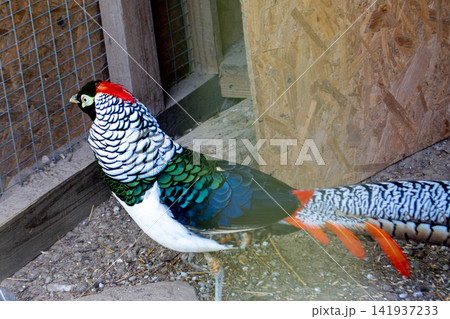 Portrait of a beautiful bird Hybrid of Golden and diamond pheasant Golden and lady Amherst pheasant hybrid on a gray background, stuffed. Animals, birds, ornithology. High quality photo 141937233