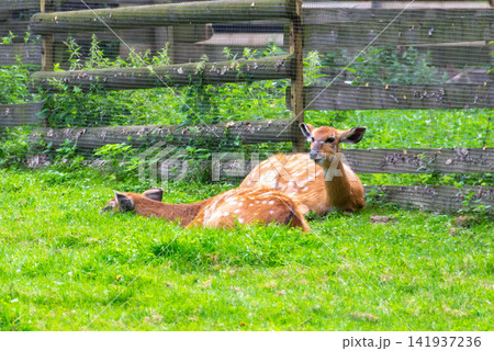 A portrait of sitatunga antelope in zoo forest. Western sitatunga curled up in the sun laying on grass.West African Sitatunga resting on the ground. High quality photo A portrait of sitatunga antelope in zoo forest. Western sitatunga curled up in the sun laying on grass.West African Sitatunga resting on the ground. High quality photo 141937236