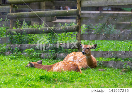 A portrait of sitatunga antelope in zoo forest. Western sitatunga curled up in the sun laying on grass.West African Sitatunga resting on the ground. High quality photo A portrait of sitatunga antelope in zoo forest. Western sitatunga curled up in the sun laying on grass.West African Sitatunga resting on the ground. High quality photo 141937256