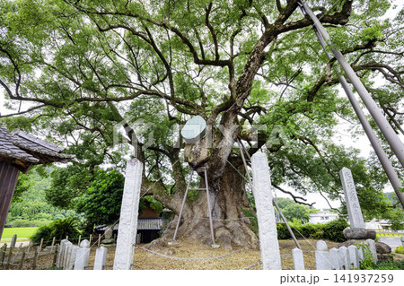 国の天然記念物に指定されている本庄の大楠(福岡県築上郡築上町) 国の天然記念物に指定されている本庄の大楠(福岡県築上郡築上町) 141937259
