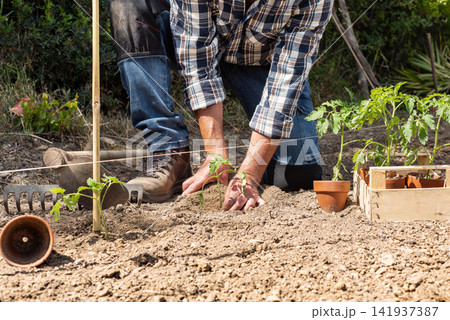 Planting tomato seedlings in the ground by hand. Agriculture. 141937387